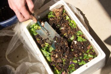 ESPHERO BELAJAR PEMBIBITAN DAN PENGOLAHAN KOMPOS DI POLIBARA